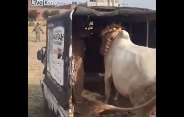 Ιερή Αγελάδα σκότωσε με μια κλωτσιά δυστυχή Ινδό (βίντεο)