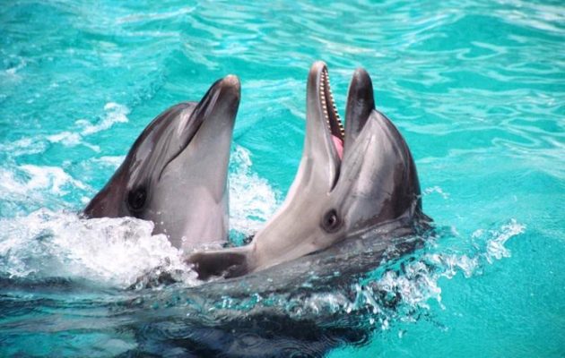 Τα δελφίνια δεν είναι ά-λογα ζώα – Έχουν νοημοσύνη και μιλούν μεταξύ τους