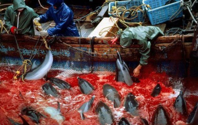 Ξεκίνησε και φέτος η σφαγή δελφινιών στην Ιαπωνία – Η απόλυτη βαρβαρότητα