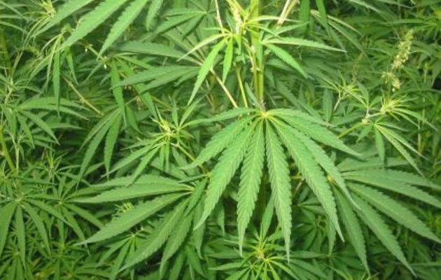 ‘Eγινε και αυτό: Βρήκαν καλλιέργεια χασίς σε …κέντρο της παραλιακής!