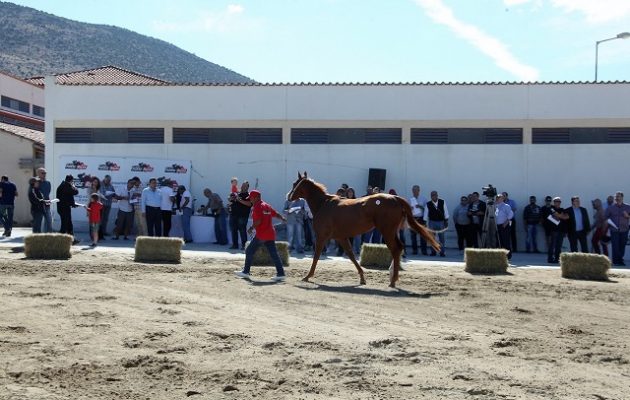 ΟΠΑΠ: Την Πέμπτη η μεγάλη δημοπρασία 23 καθαρόαιμων ίππων από την Ιπποδρομίες ΑΕ