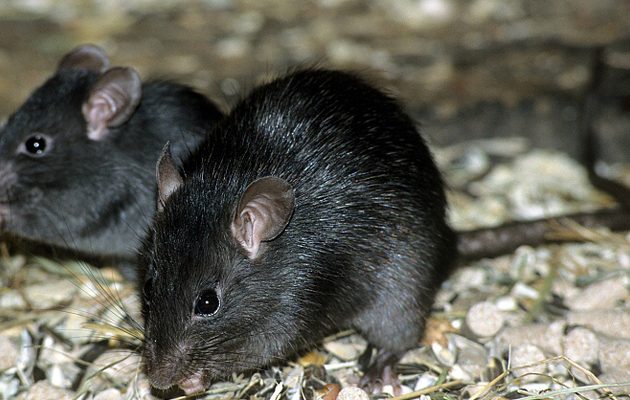 68χρονος πέθανε από δάγκωμα ποντικιού στην Αμαλιάδα