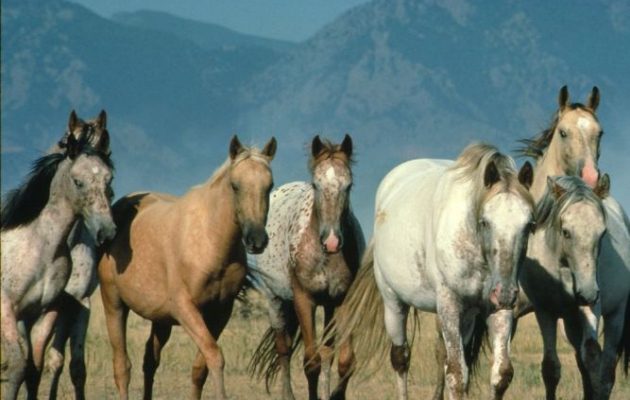 ΗΠΑ: Σε θάνατο 45.000 άγρια άλογα επειδή είναι “βάρος”