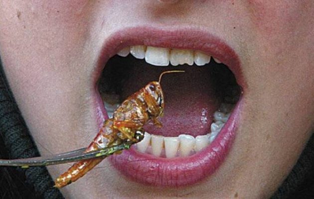 Σουηδοί επιστήμονες προτείνουν να τρώμε έντομα για να σώσουμε τον πλανήτη