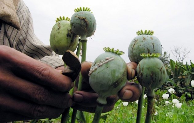 Οπιούχες παπαρούνες καλλιεργεί το Ισλαμικό Κράτος στο Ιράκ