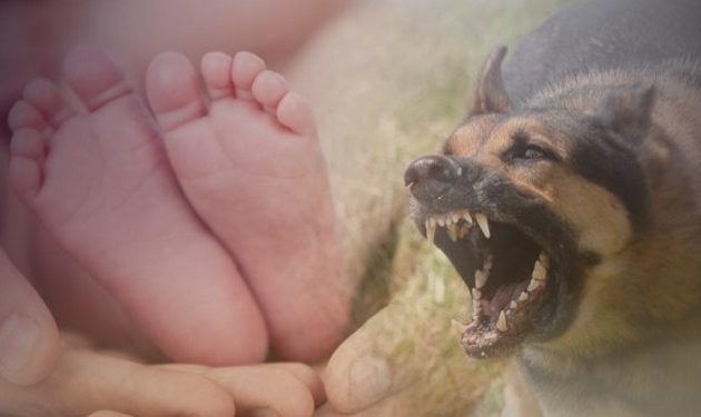 Κρήτη: Μωρό 17 μηνών στο νοσοκομείο μετά από επίθεση σκύλου
