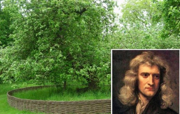 Η 400 ετών μηλιά του Νεύτωνα θα βγάλει τώρα 30 απογόνους