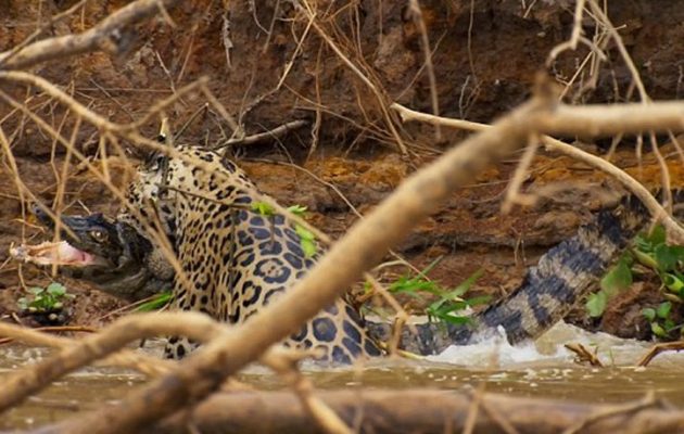 Επική μάχη ιαγουάρου με κροκόδειλο – Μαντέψτε ποιος νίκησε (βίντεο)
