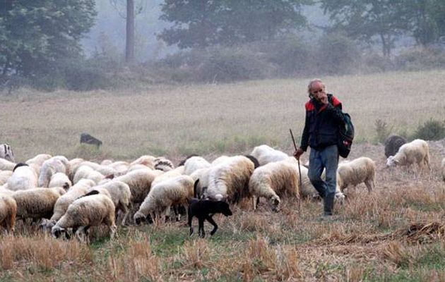 Σε ποιους κτηνοτρόφους θα δοθούν 1,68 εκατ. ευρώ
