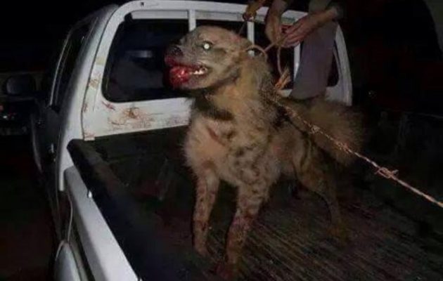 Το Ισλαμικό Κράτος στη Μοσούλη προορίζει 600 σκυλιά για βομβιστές αυτοκτονίας