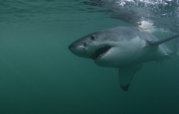 Με αφανισμό κινδυνεύουν οι καρχαρίες της Μεσογείου