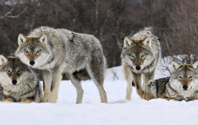 Οι λύκοι νίκησαν τους… κυνηγούς στη Νορβηγία
