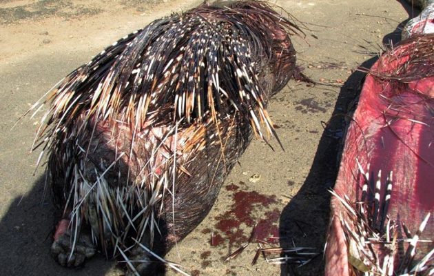 Γιγάντιος πύθωνας έκανε το λάθος να καταπιεί σκατζόχοιρο (φωτο)