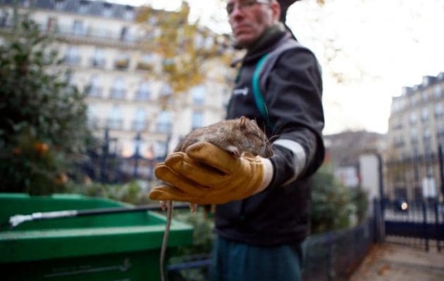 Πόλεμο στους… αρουραίους κήρυξε ο δήμος του Παρισιού