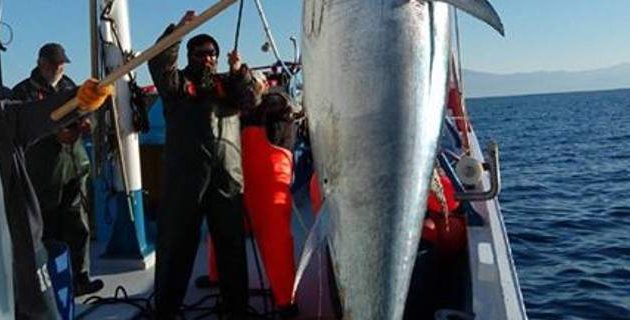 Χριστουγεννιάτικος μποναμάς για ψαράδες στη Σκόπελο: Έβγαλαν τόνο 185 κιλών