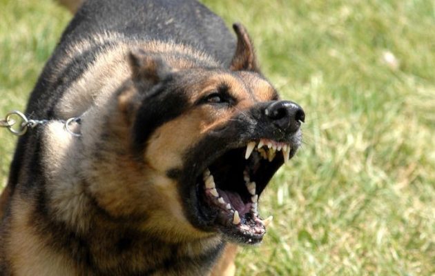 Σκύλος κατασπάραξε ηλικιωμένη