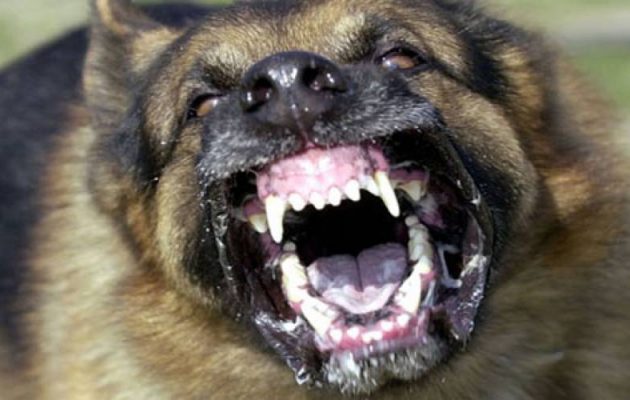 Σκύλος κατασπάραξε 30χρονο άνδρα στον Βόλο – Κρίσιμη η κατάσταση του