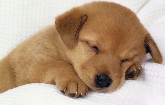 Τι πρέπει να κάνετε εάν το κουτάβι σας έχει… λόξιγκα