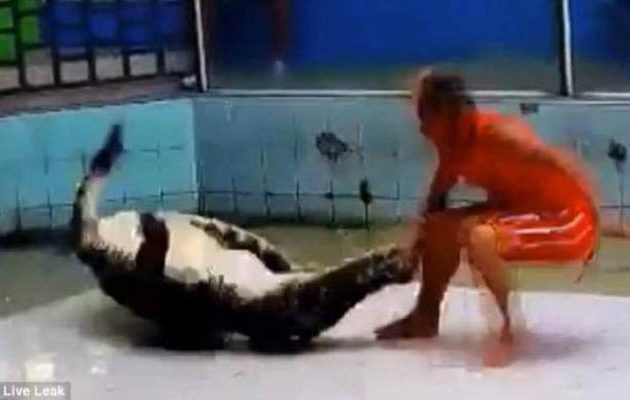 Κροκόδειλος δαγκώνει τον θηριοδαμαστή του μπροστά στο κοινό (βίντεο)