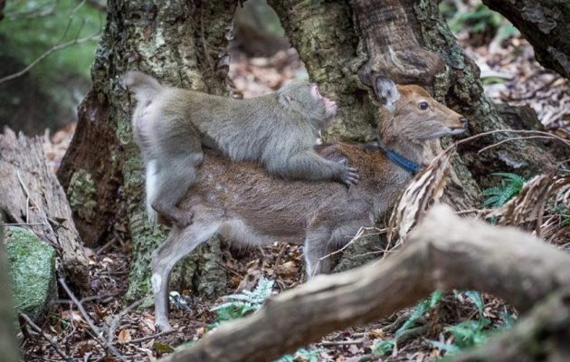 Μακάκας πιάστηκε στα “πράσα” με… ελάφι – Απίστευτο βίντεο (βίντεο)