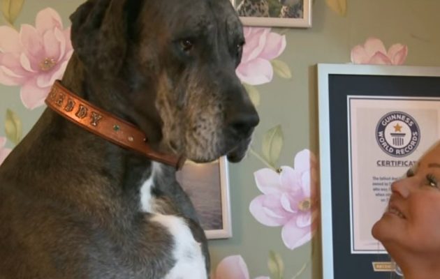 Ο μεγαλύτερος σκύλος του πλανήτη έχει ύψος  2,3 μέτρα (βίντεο)