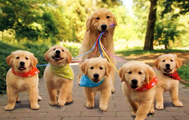 «Τα παιδιά εδώ, τα σκυλιά στο βουνό», η ανάρτηση στο Facebook και οι αντιδράσεις