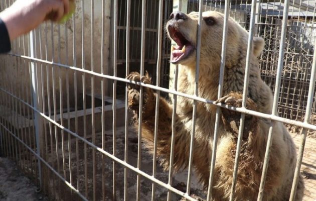 Ανακατάληψη της Μοσούλης: Τελευταίοι επιζώντες ένα λιοντάρι και μια αρκούδα (βίντεο)