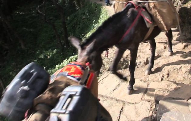 Έπιασαν 21χρονο που μετέφερε κάνναβη φορτωμένη σε γαϊδούρια