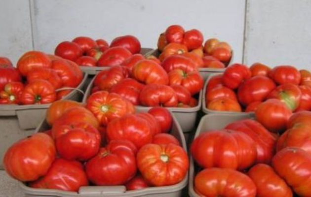 Κατασχέθηκαν έξι τόνοι ντομάτες με υπολείμματα φυτοφάρμακου