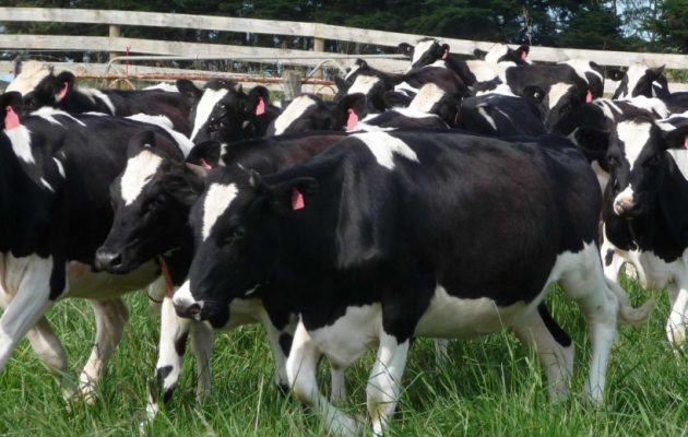 Τουρκικές “κυρώσεις” στη Χάγη: Οι Τούρκοι απέλασαν 40 ολλανδικές αγελάδες