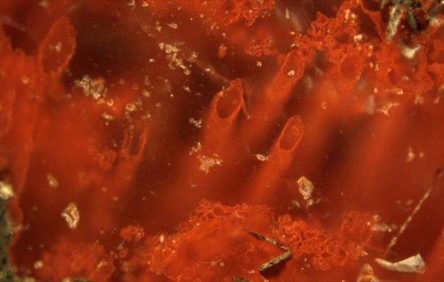 Καναδάς: Ανακάλυψαν τις αρχαιότερες μορφές ζωής πάνω στη Γη 3,7 δισ. ετών