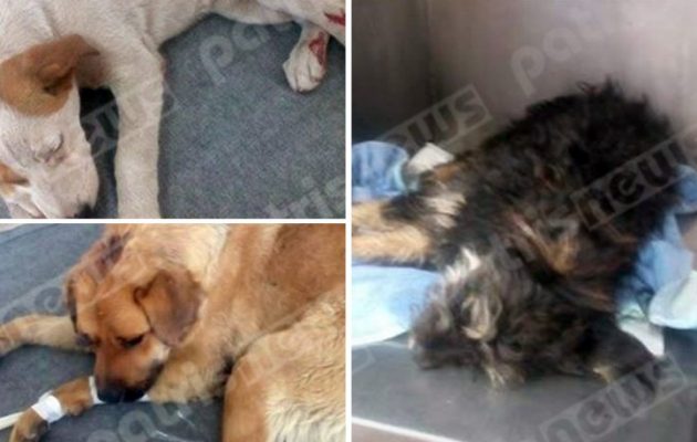 Σκυλιά με σφαίρες και σφυριές στο κεφάλι στην Ηλεία