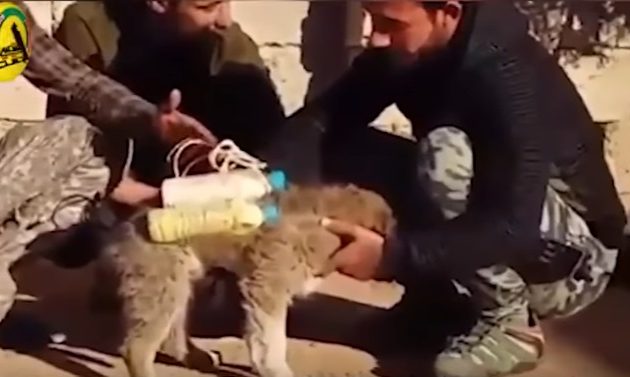 Το Ισλαμικό Κράτος παγίδευσε σκύλο με εκρηκτικά (βίντεο)