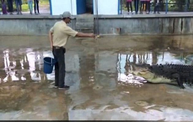 Κροκόδειλος στη Μαλαισία επιτέθηκε σε άνδρα την ώρα που τον τάιζε (βίντεο)