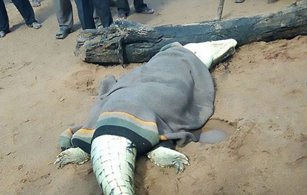 Φρίκη: Βρήκαν μέλη 8χρονου παιδιού στο στομάχι κροκόδειλου (φωτο+βίντεο)