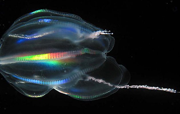 Ερίζουν οι επιστήμονες για τον “πρόγονο” του ανθρώπου: Ήταν οι μέδουσες ή τα σφουγγάρια;