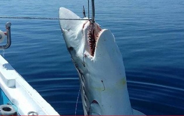 Καρχαρία 7 μέτρων έπιασαν ψαράδες στην Σκόπελο (φωτο)