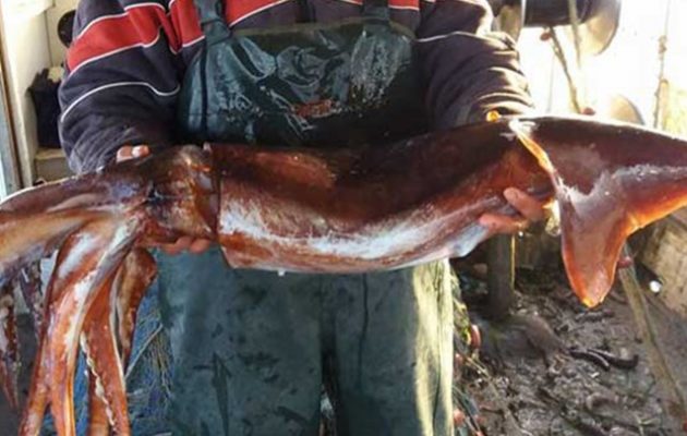 Γιγάντιο καλαμάρι έπιασε ψαράς στην Πρέβεζα (φωτο)