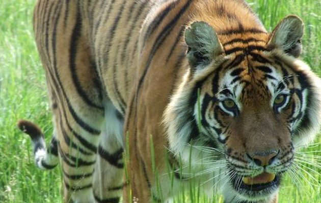Τίγρης κατασπάραξε 55χρονη φύλακα σε ζωολογικό κήπο στην Ελβετία