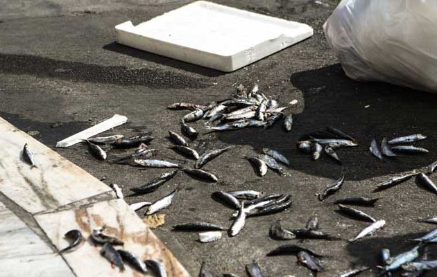 Καφάσια με σαρδέλες πέταξαν οι διαδηλωτές του ΠΑΜΕ έξω από τη Βουλή (φωτο)