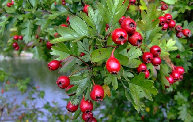 Συμμορίες Αλβανών κάνουν επιδρομές στα ελληνικά δάση και κλέβουν σπάνια βότανα