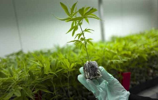 Νομιμοποιείται η χρήση φαρμακευτικής κάνναβης
