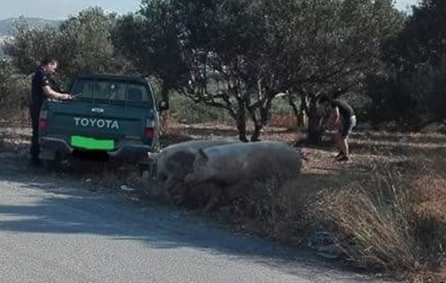Δύο μεγαλόσωμα γουρούνια επιτέθηκαν σε περιπολικό στην Κρήτη