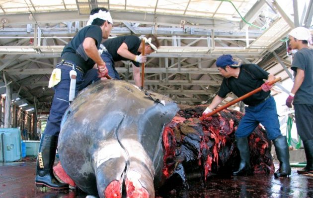 Εμμονή να σφάζουν φάλαινες έχουν οι Ιάπωνες – Θεωρούν “ζήτημα τιμής” τη φαλαινοθηρία