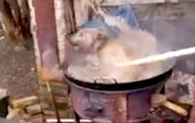 Kινέζοι μαγειρεύουν ζωντανό σκύλο και ξεκαρδίζονται στα γέλια (βίντεο)