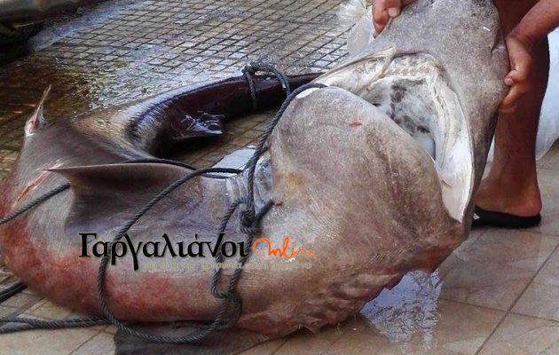 Καρχαρία 180 κιλών έφεραν ψαράδες στο λιμάνι της Μαραθόπολης (φωτο)