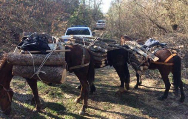 Πιάστηκαν Αλβανοί στα πράσα πριν αρχίσουν να κόβουν παράνομα ξυλεία σε ελληνικό δάσος