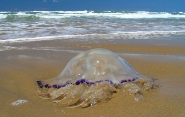 Στο δίκτυο Natura ο Κορινθιακός για να προστατευτεί από μέδουσες και τσούχτρες
