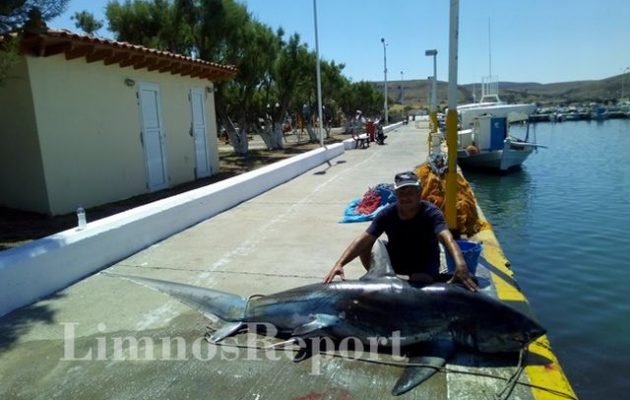 Σπάνιο καρχαρία 200 κιλών και 2,5 μέτρων έπιασαν ψαράδες στην Λήμνο (φωτο)