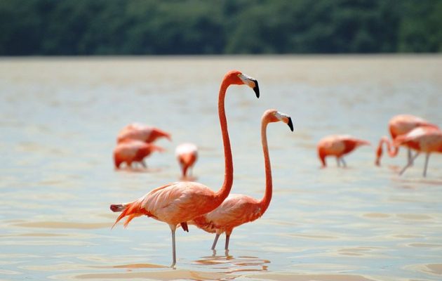 Οι επιστήμονες ανακάλυψαν γιατί τα φλαμίνγκο στέκονται στο ένα πόδι